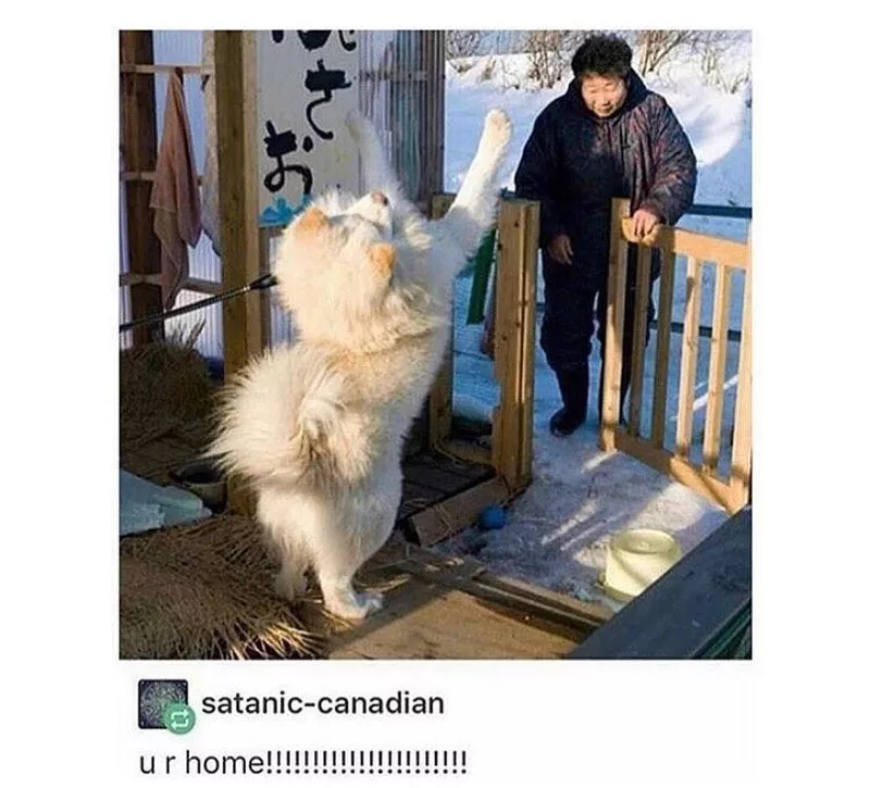 Happy Samoyed dog