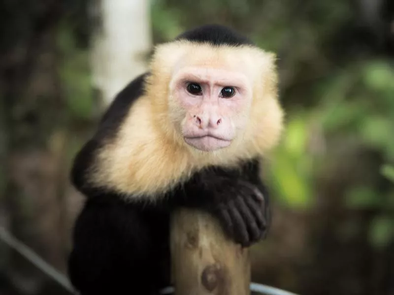 Monkey portrait