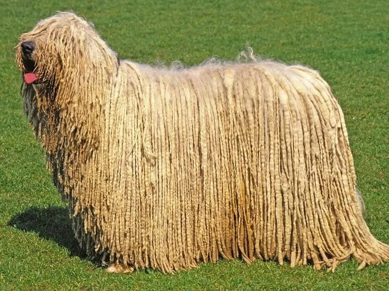 Komondor