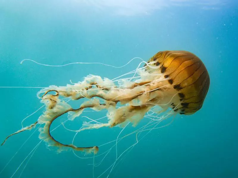 Jellyfish