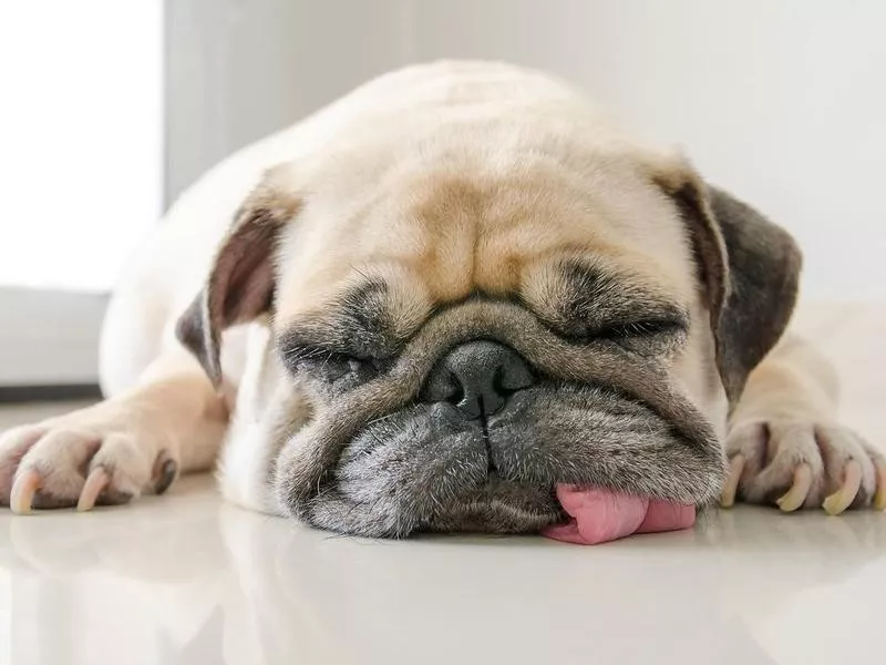 Dog sleeping on floor