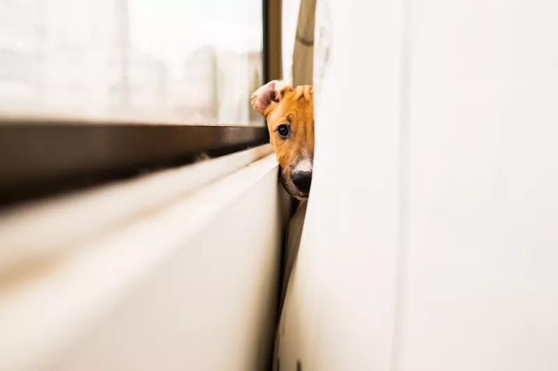 Terrier pup next to a window