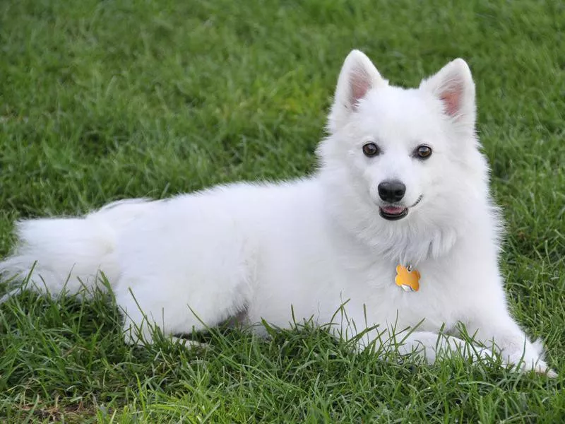 American Eskimo Dog