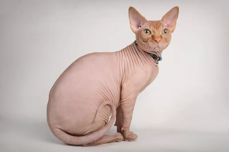 Red sphinx cat