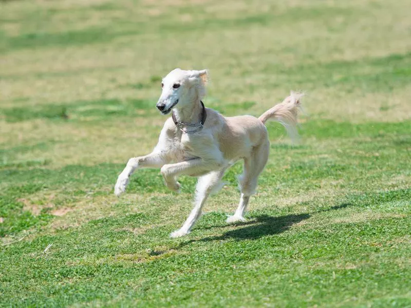 saluki