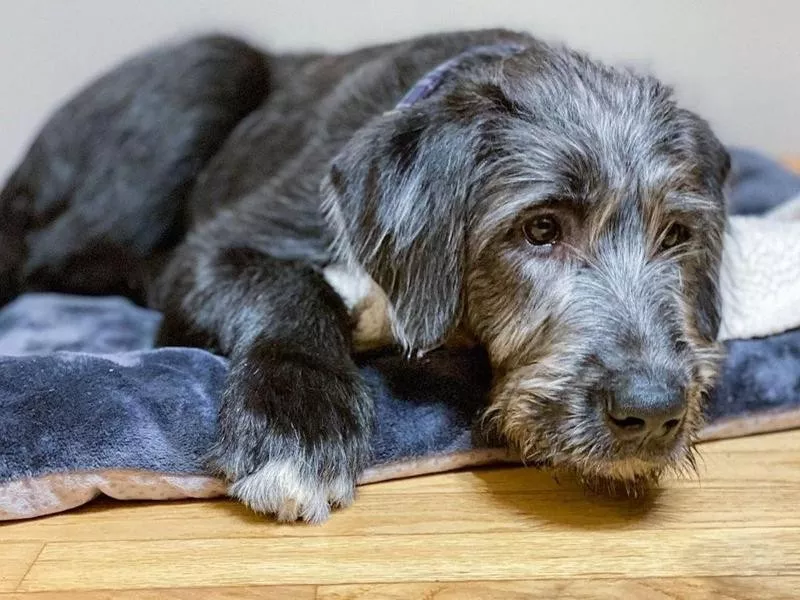 Irish Wolfhound puppy