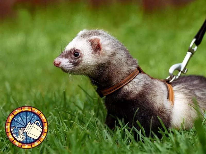 Ferret