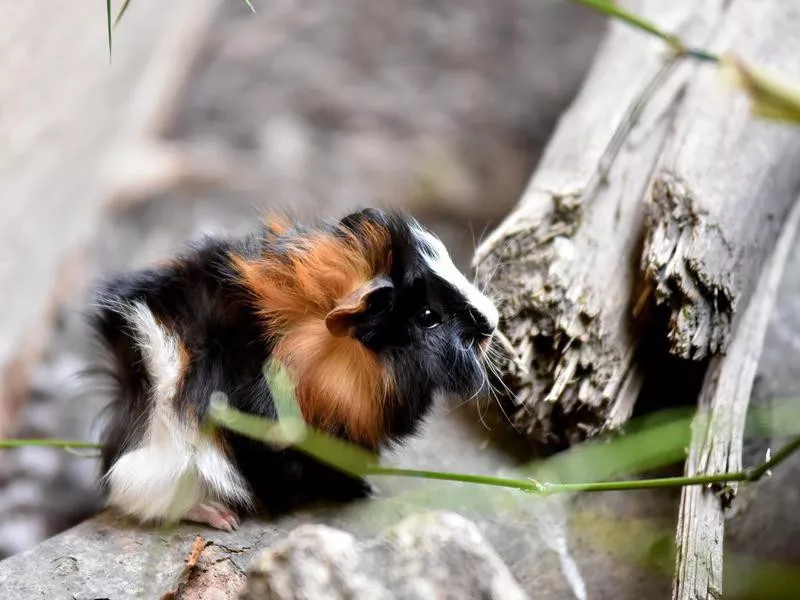 A guinea pig is enjoying the sun