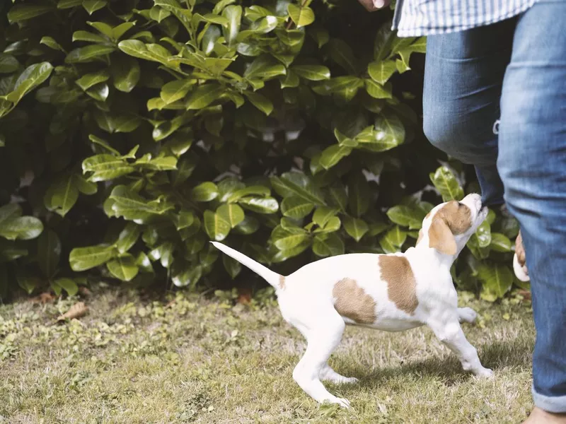 Puppy Training