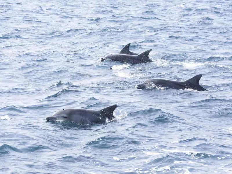 Dolphins in Amakusa