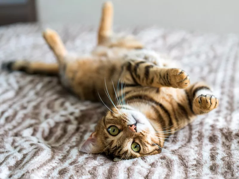 Cute bengal funny cat playing