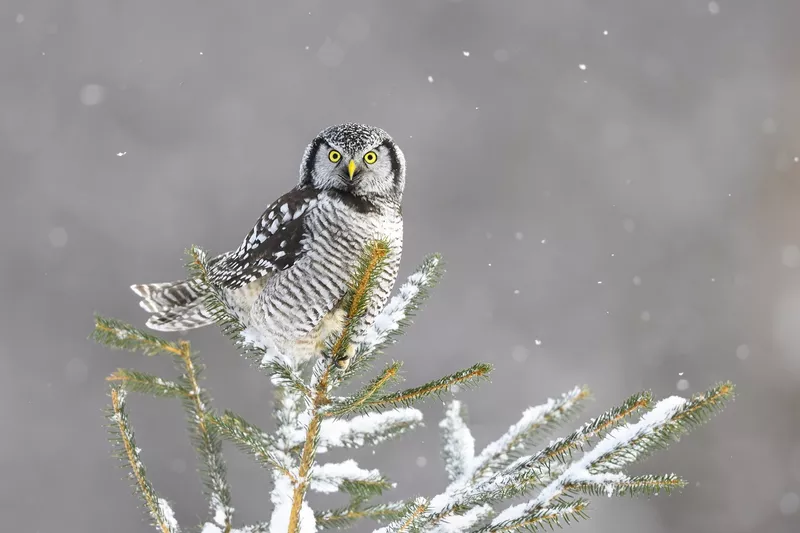 Northern hawk owl