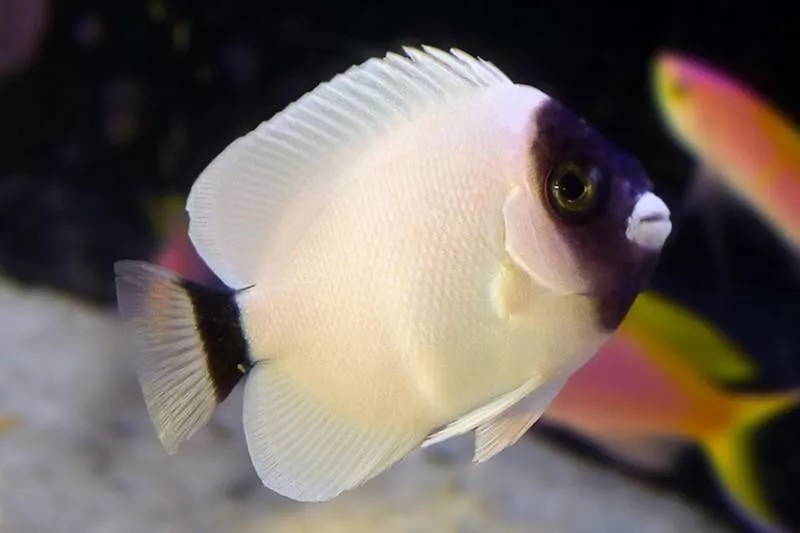 Masked Angelfish