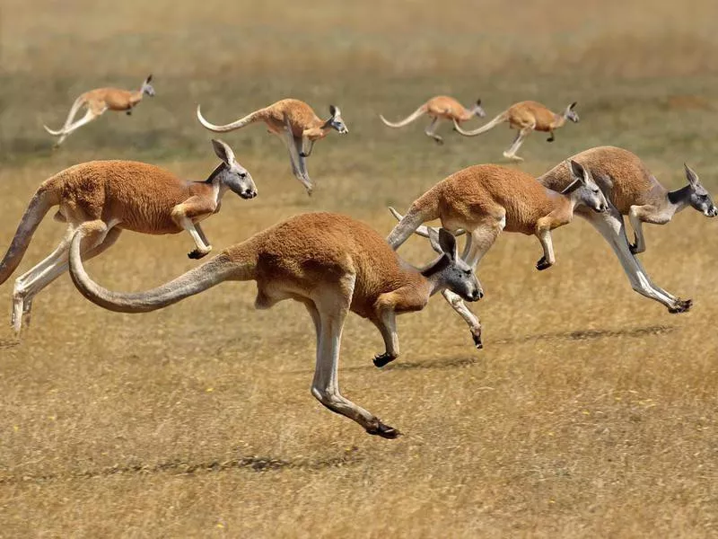 Kangaroo