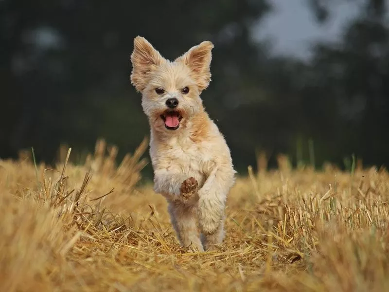 Havanese