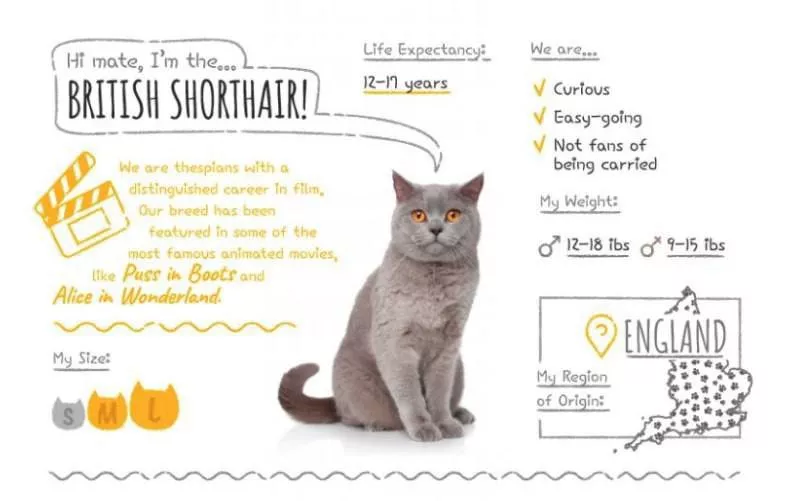 British Shorthair stats