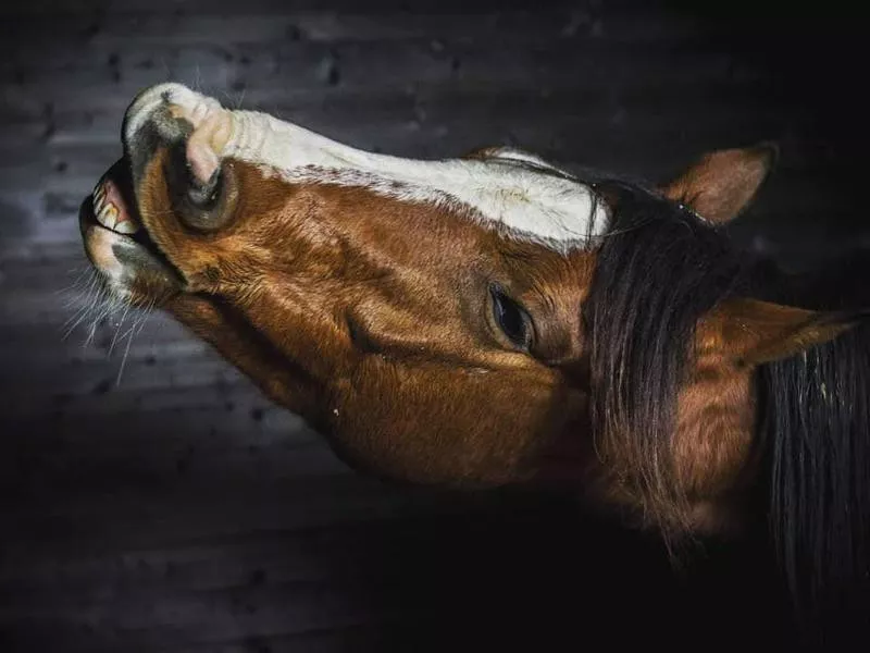 Portrait of Horse Smiling