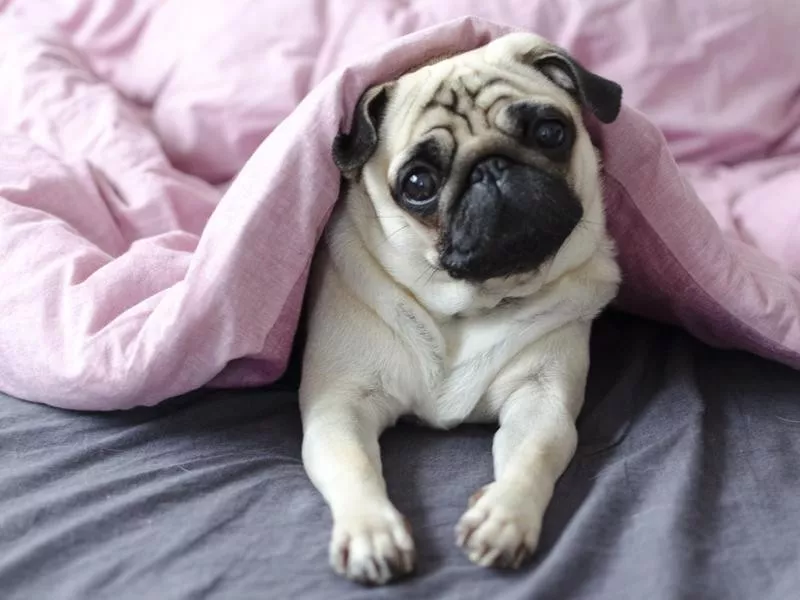 Pug