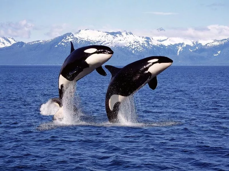 Killer Whale