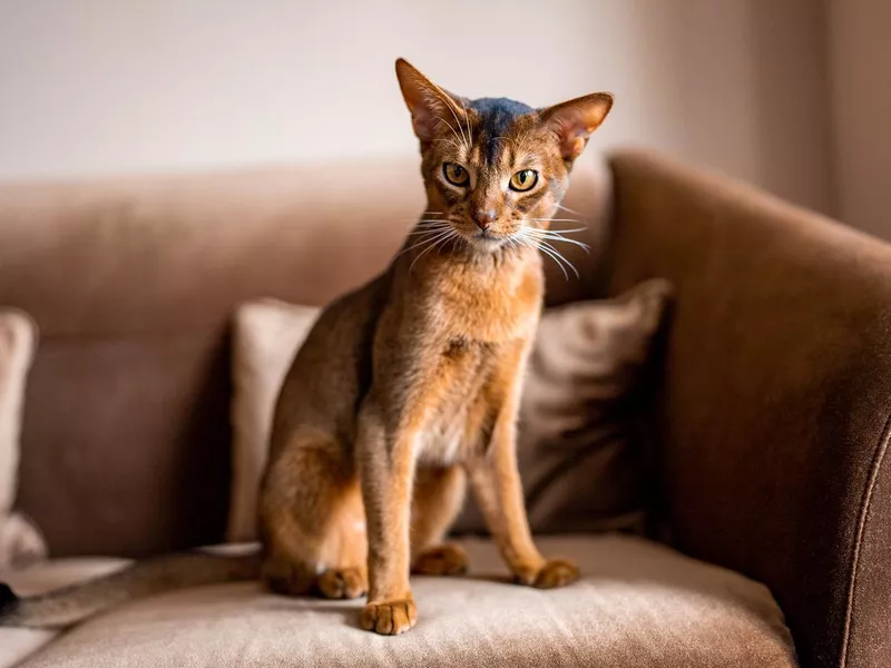 Close up portrait view of the cute Abyssinian purebred