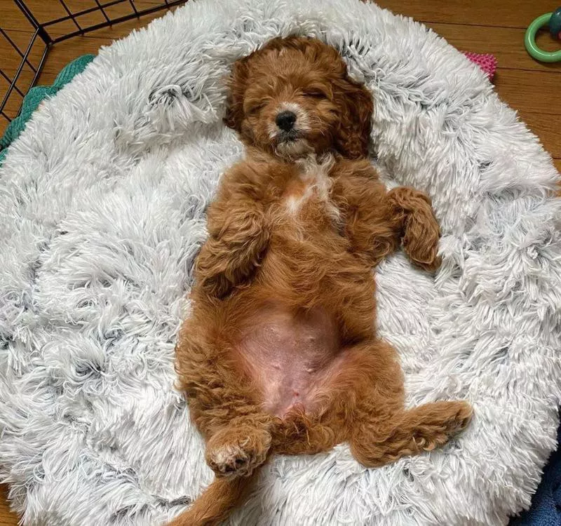 Sleeping cavapoo