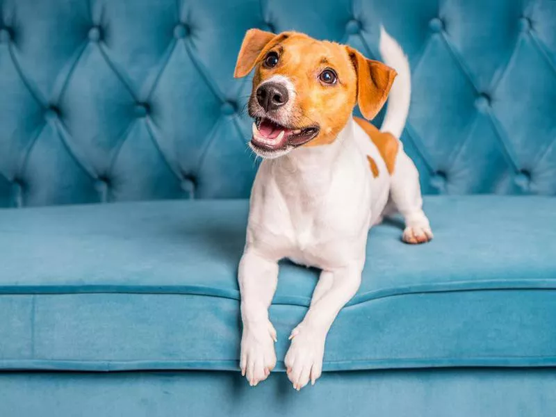 Dog on sofa