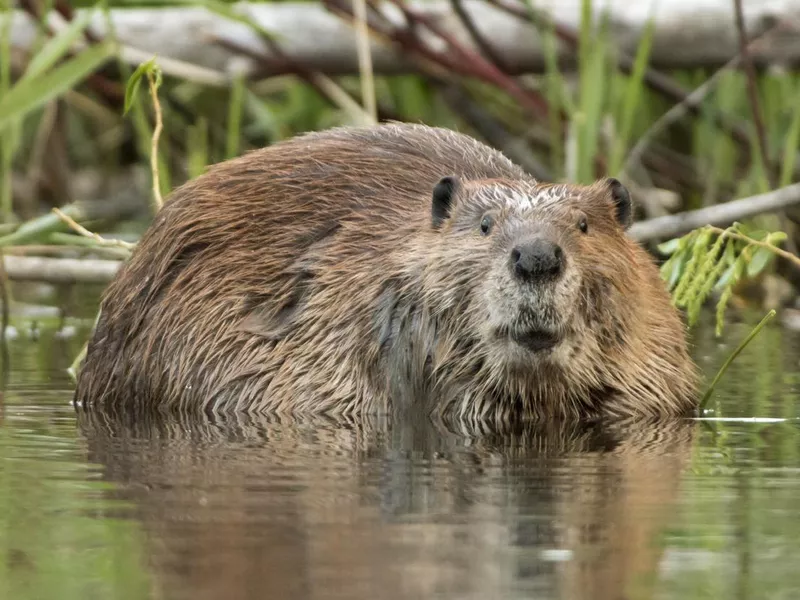 Beaver in lake