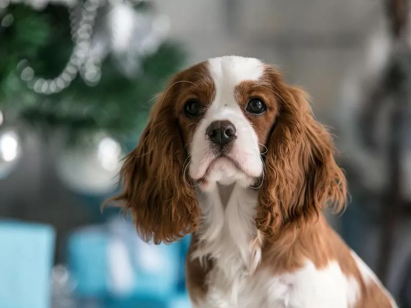 Cavalier King Charles Spaniel