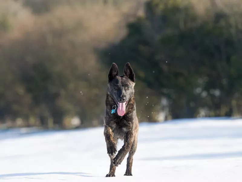 Alsatian in the Snow