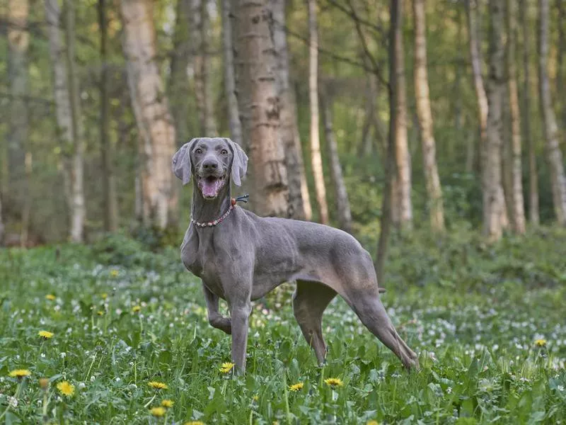 Weimaraner