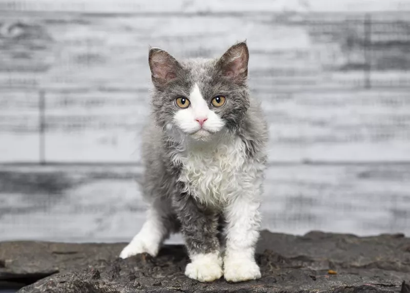 Selkirk rex cat