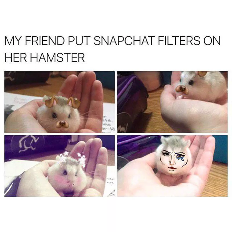 Hamster with snapchat filters