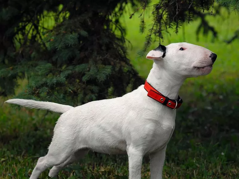 bull terrier