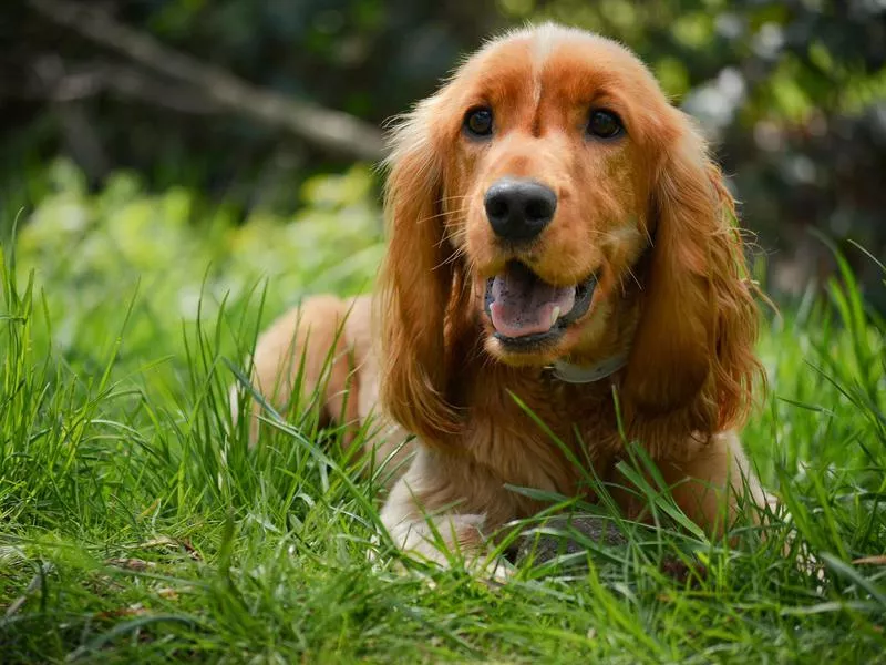 cocker spaniel