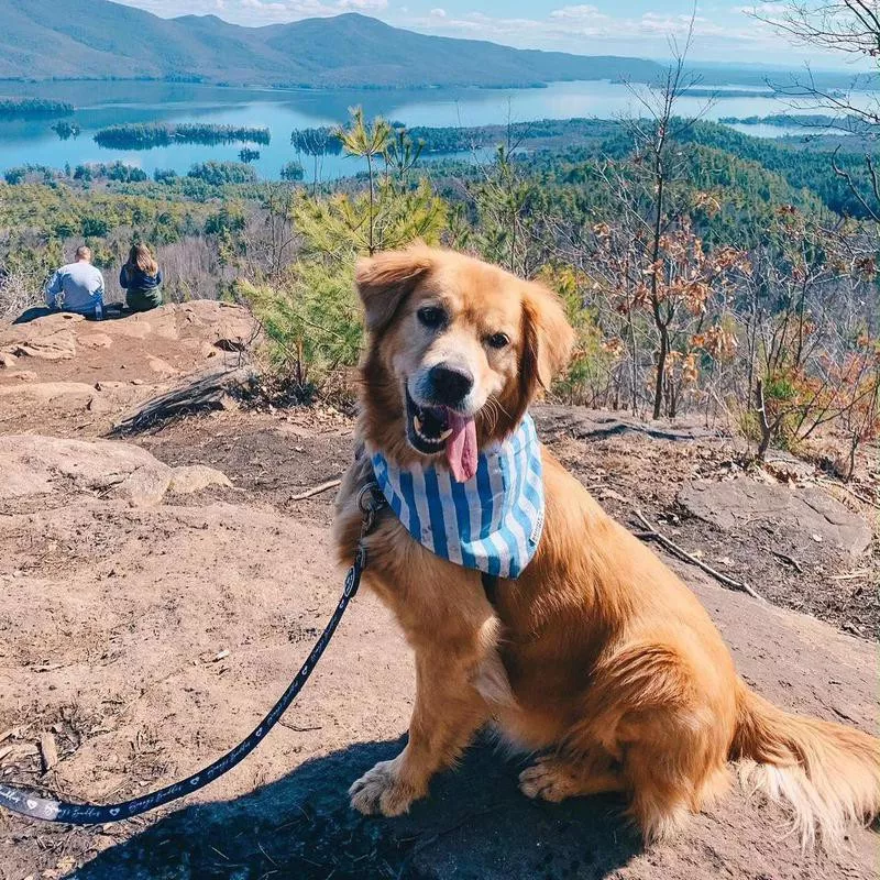 golden retriever outdoors