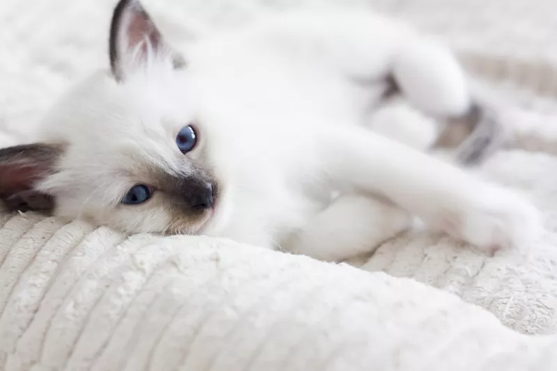 Birman kitten