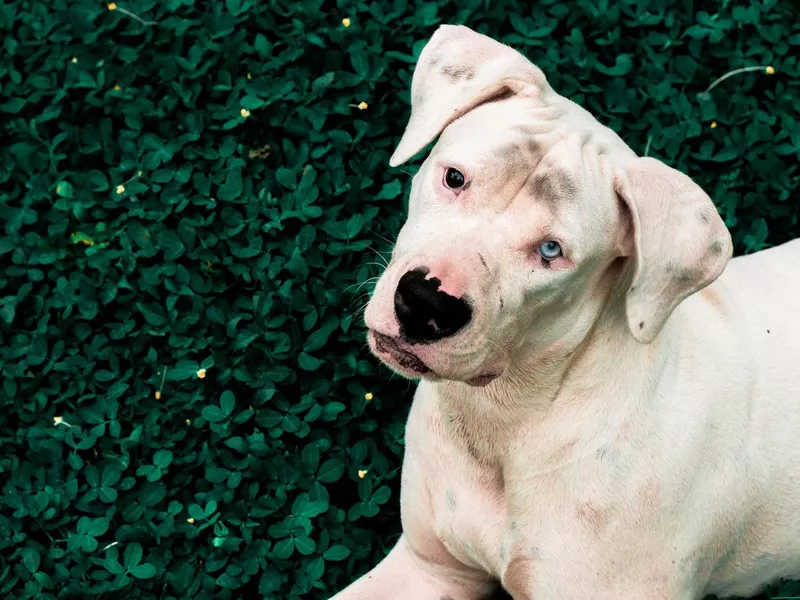 White puppy with spots