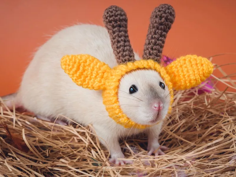 Funny rat in a funny costume