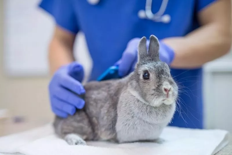 rabbit at the vet