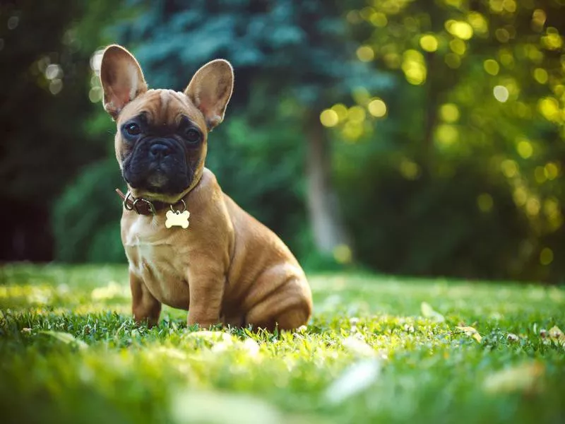 French Bulldog