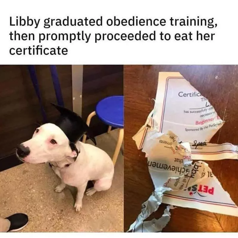 obedience