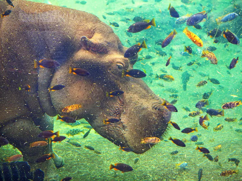 Hippo and fish