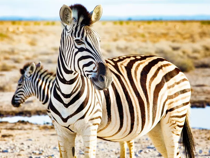 Plains Zebra