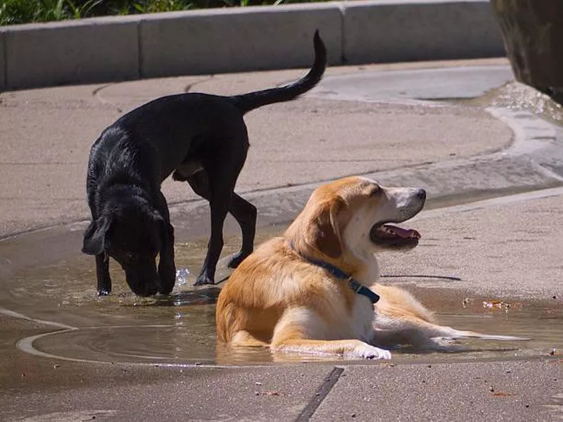 Washington Dog Park