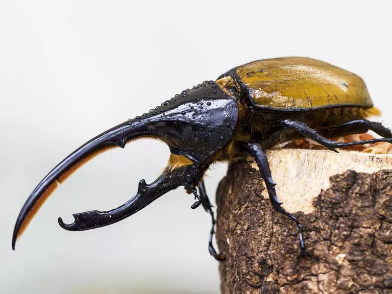 Hercules Beetle