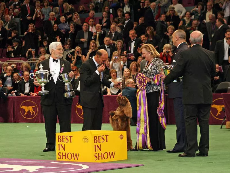 sussex spaniel best in show