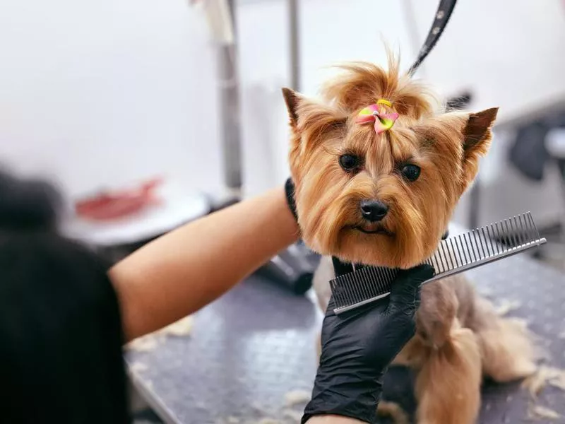 Dog getting a haircut