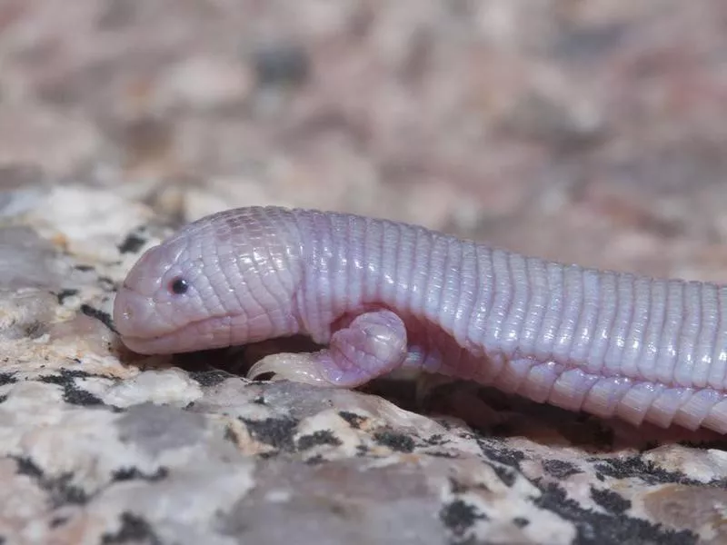 Mexican mole lizard