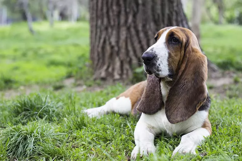 Basset Hound laying on grass next to tree