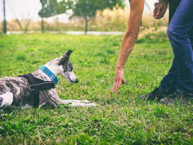 Dog learning a command